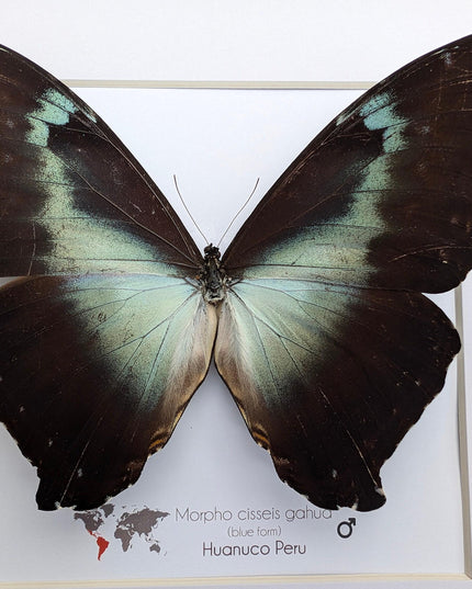 Framed blue morpho butterfly: cisseis gahua, peru - 10"x10"