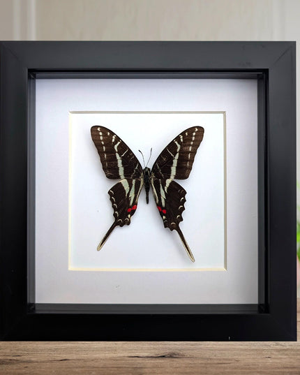Framed dark kite swallowtail butterfly: eurytides philolaus, entomology gift