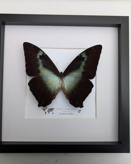 Framed blue morpho butterfly: cisseis gahua, peru - 10"x10"