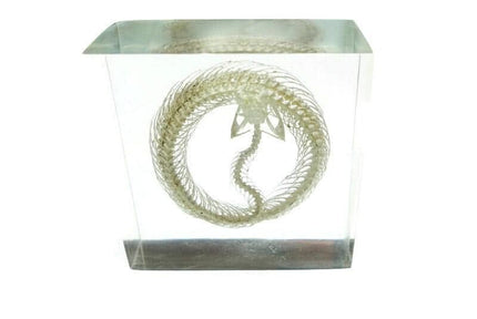 Real White Lipped Viper Skeleton, Clear Resin Block, Taxidermy Home Decor