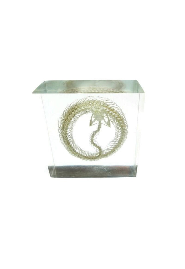Real White Lipped Viper Skeleton, Clear Resin Block, Taxidermy Home Decor
