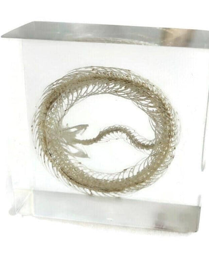 Real White Lipped Viper Skeleton, Clear Resin Block, Taxidermy Home Decor