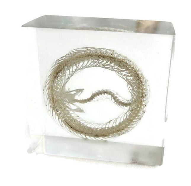 Real White Lipped Viper Skeleton, Clear Resin Block, Taxidermy Home Decor