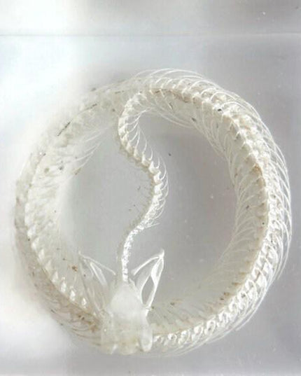Real White Lipped Viper Skeleton, Clear Resin Block, Taxidermy Home Decor