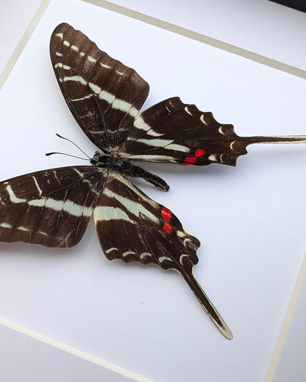 Framed dark kite swallowtail butterfly: eurytides philolaus, entomology gift