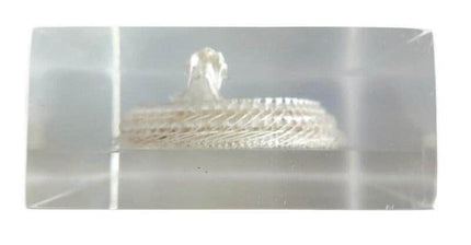 Real White Lipped Viper Skeleton, Clear Resin Block, Taxidermy Home Decor
