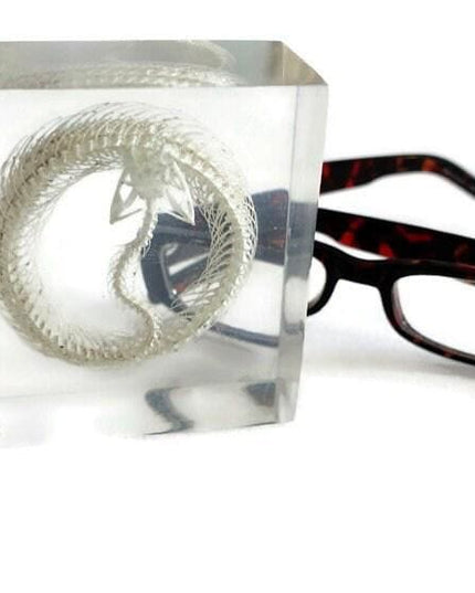 Real White Lipped Viper Skeleton, Clear Resin Block, Taxidermy Home Decor