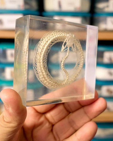 Real White Lipped Viper Skeleton, Clear Resin Block, Taxidermy Home Decor