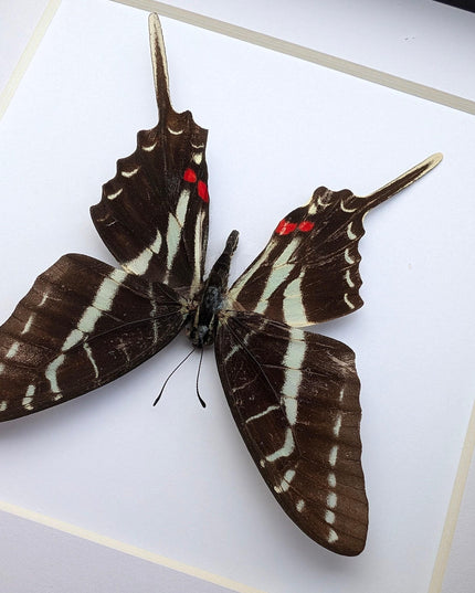 Framed dark kite swallowtail butterfly: eurytides philolaus, entomology gift