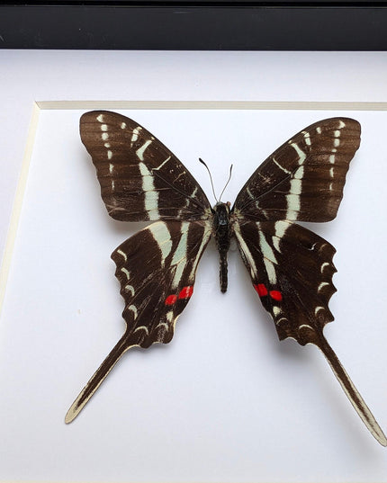 Framed dark kite swallowtail butterfly: eurytides philolaus, entomology gift