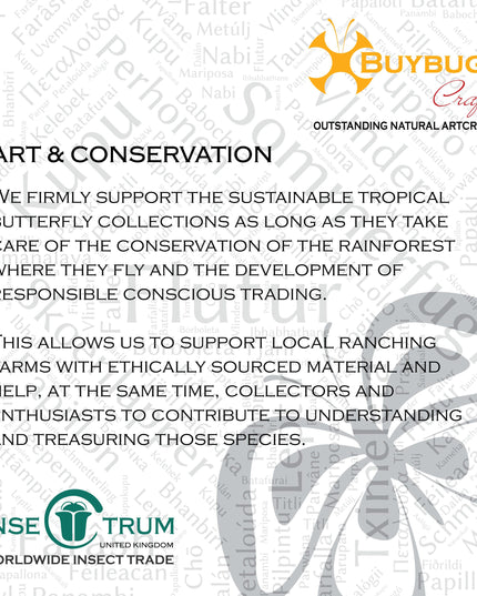 Framed blue morpho butterfly: cisseis gahua, peru - 10"x10"