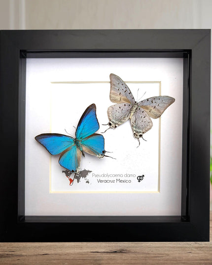 Pseudolycaena damo pair, sky-blue hairstreak, wall decor, taxidermy gift, entomology present, ethically soured, wall decor, frame 6" x 6"
