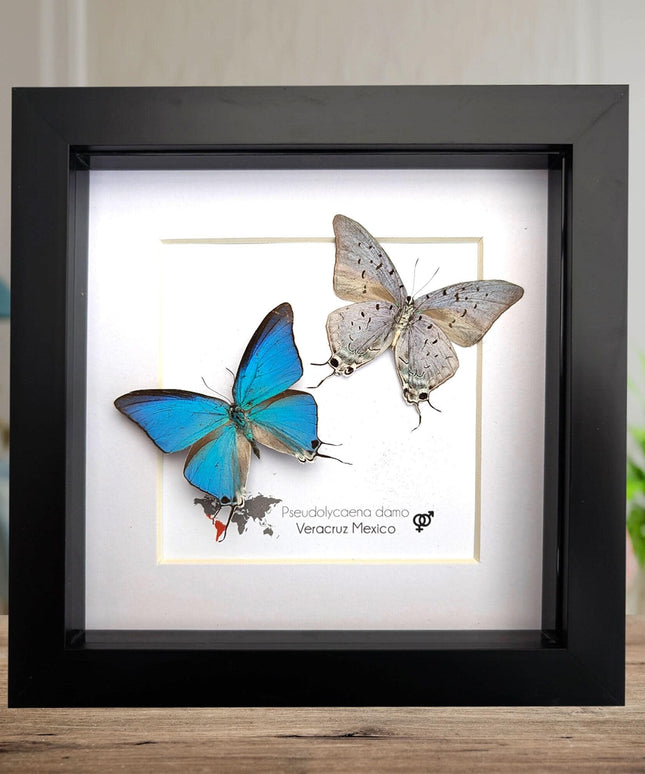 Pseudolycaena damo pair, sky-blue hairstreak, wall decor, taxidermy gift, entomology present, ethically soured, wall decor, frame 6" x 6"