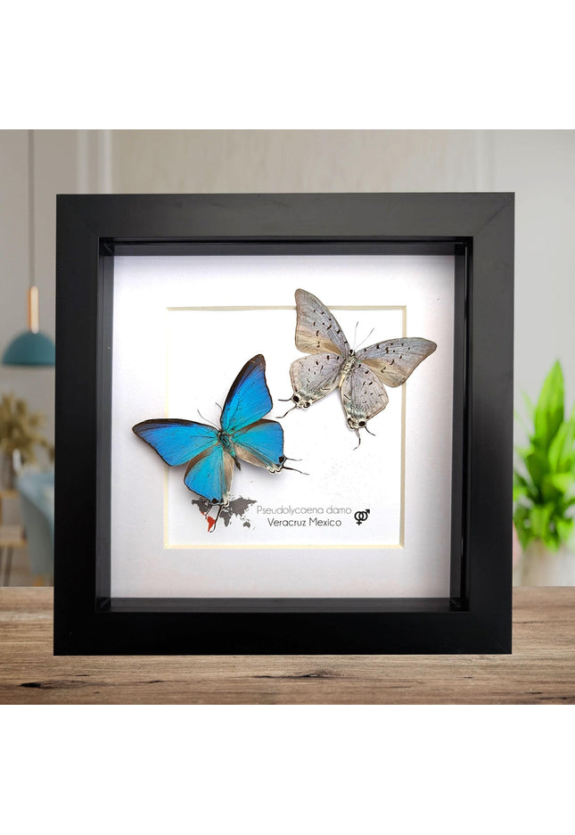 Pseudolycaena damo pair, sky-blue hairstreak, wall decor, taxidermy gift, entomology present, ethically soured, wall decor, frame 6" x 6"