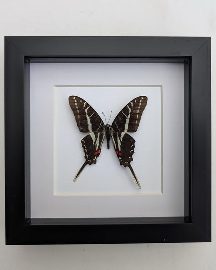 Framed dark kite swallowtail butterfly: eurytides philolaus, entomology gift