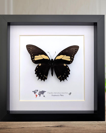 Papilio menatius eurotas,  the menatius swallowtail, wall decor, entomology present, 8x8