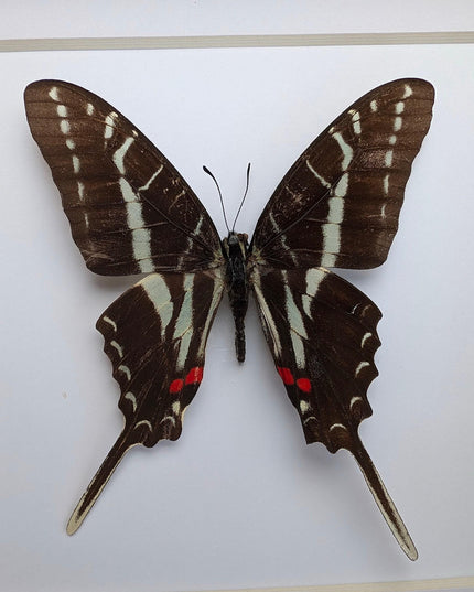 Framed dark kite swallowtail butterfly: eurytides philolaus, entomology gift
