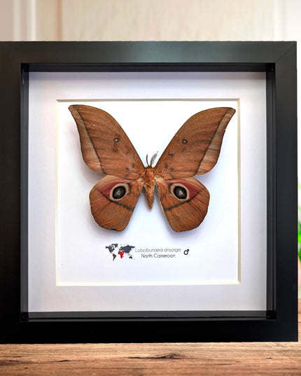 Framed ansorge's silkmoth taxidermy: ethically sourced entomology gift (8x8)