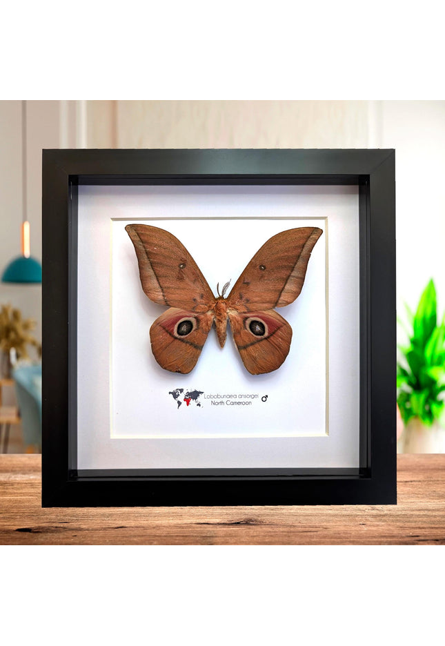 Framed ansorge's silkmoth taxidermy: ethically sourced entomology gift (8x8)