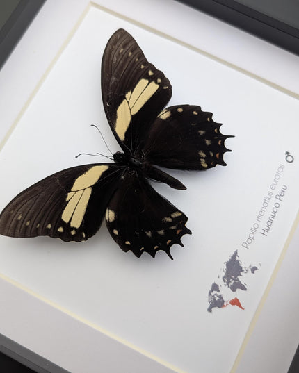 Papilio menatius eurotas,  the menatius swallowtail, wall decor, entomology present, 8x8