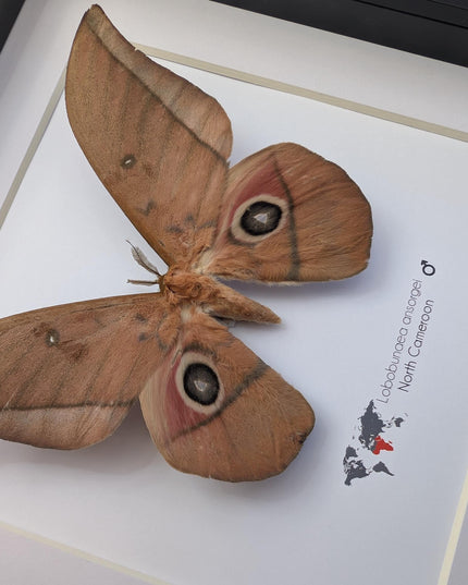 Framed ansorge's silkmoth taxidermy: ethically sourced entomology gift (8x8)