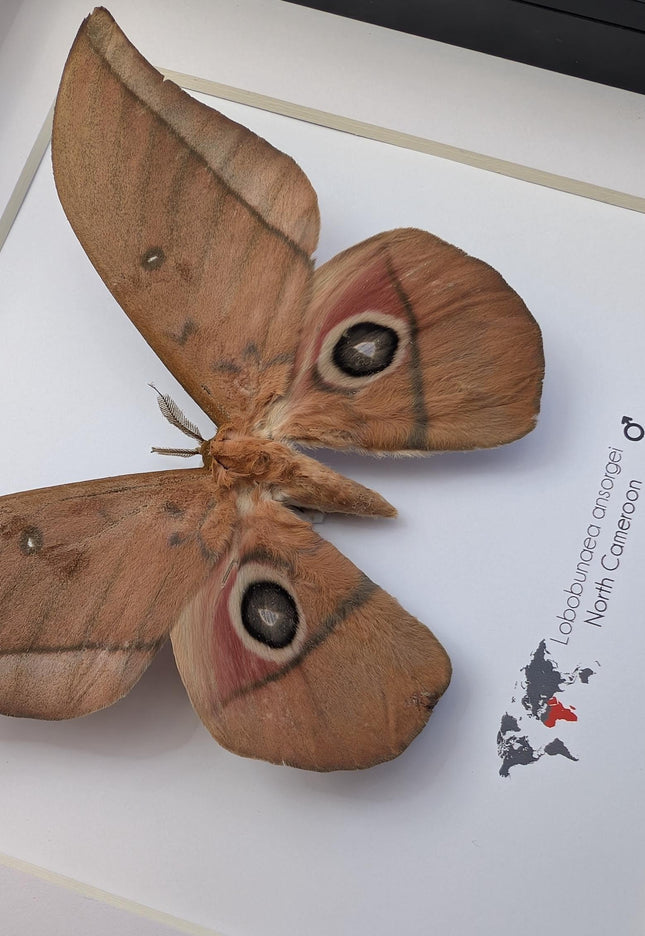 Framed ansorge's silkmoth taxidermy: ethically sourced entomology gift (8x8)