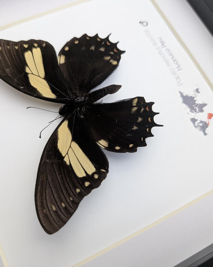 Papilio menatius eurotas,  the menatius swallowtail, wall decor, entomology present, 8x8