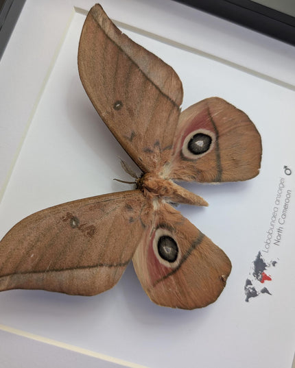 Framed ansorge's silkmoth taxidermy: ethically sourced entomology gift (8x8)