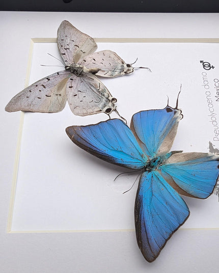 Pseudolycaena damo pair, sky-blue hairstreak, wall decor, taxidermy gift, entomology present, ethically soured, wall decor, frame 6" x 6"