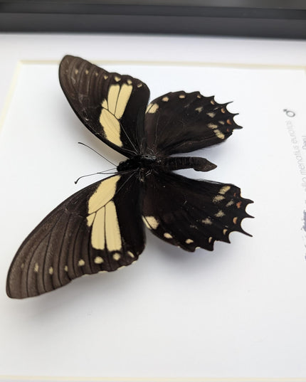 Papilio menatius eurotas,  the menatius swallowtail, wall decor, entomology present, 8x8