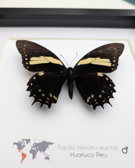 Papilio menatius eurotas,  the menatius swallowtail, wall decor, entomology present, 8x8