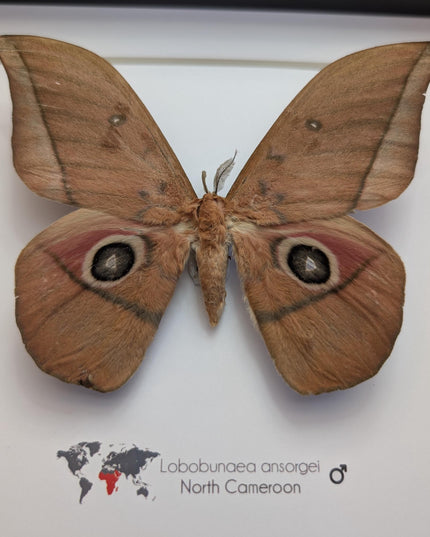 Framed ansorge's silkmoth taxidermy: ethically sourced entomology gift (8x8)