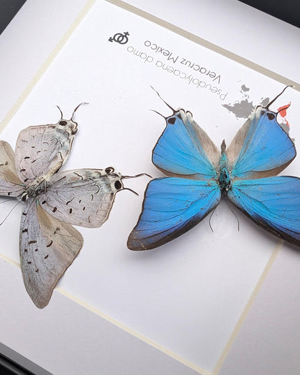 Pseudolycaena damo pair, sky-blue hairstreak, wall decor, taxidermy gift, entomology present, ethically soured, wall decor, frame 6" x 6"