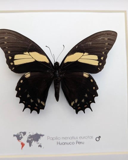 Papilio menatius eurotas,  the menatius swallowtail, wall decor, entomology present, 8x8