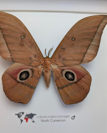 Framed ansorge's silkmoth taxidermy: ethically sourced entomology gift (8x8)