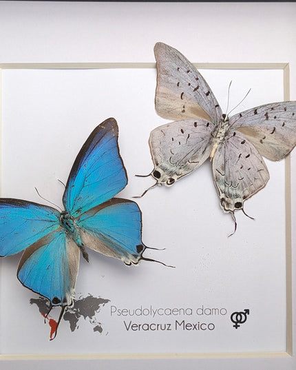 Pseudolycaena damo pair, sky-blue hairstreak, wall decor, taxidermy gift, entomology present, ethically soured, wall decor, frame 6" x 6"