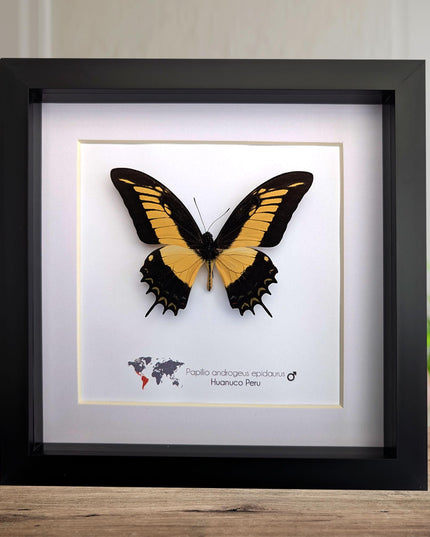 Framed androgeus swallowtail butterfly - entomology wall decor (8x8)