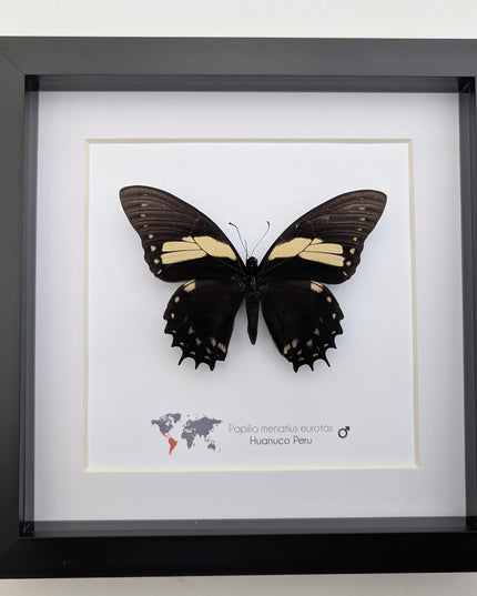 Papilio menatius eurotas,  the menatius swallowtail, wall decor, entomology present, 8x8