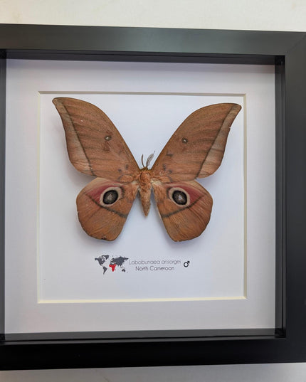 Framed ansorge's silkmoth taxidermy: ethically sourced entomology gift (8x8)