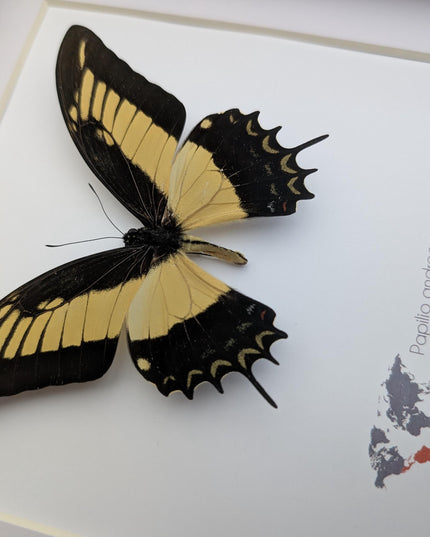Framed androgeus swallowtail butterfly - entomology wall decor (8x8)