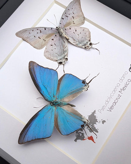 Pseudolycaena damo pair, sky-blue hairstreak, wall decor, taxidermy gift, entomology present, ethically soured, wall decor, frame 6" x 6"