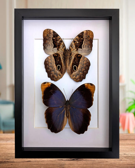 Framed Beltrao Owl Butterfly Pair, Brazil Taxidermy, Entomology Gift