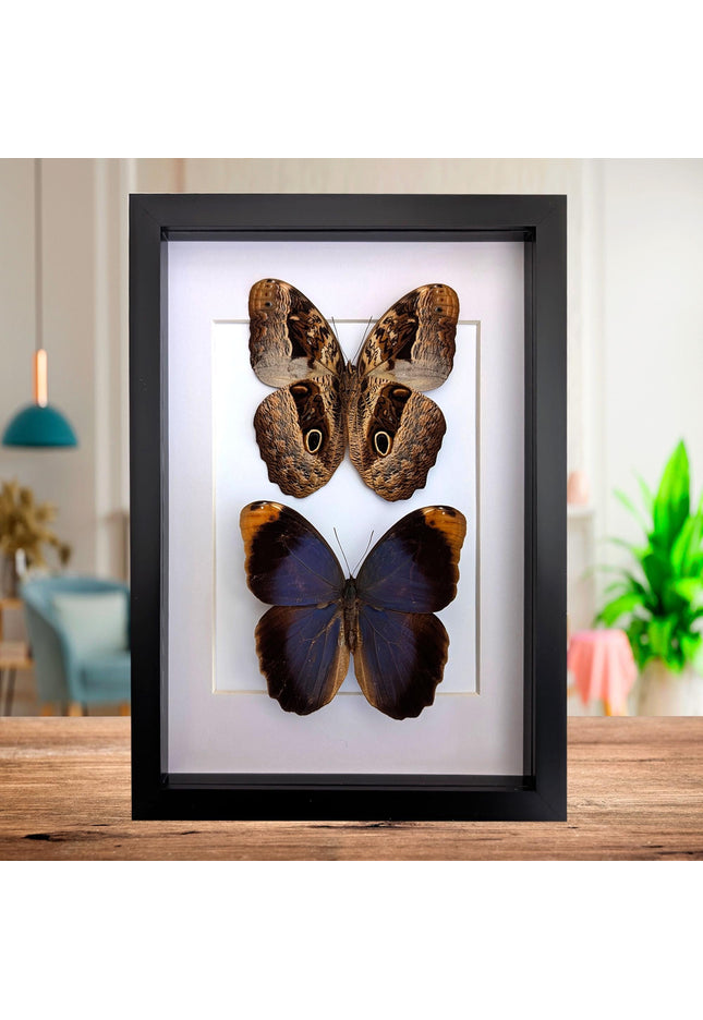 Framed Beltrao Owl Butterfly Pair, Brazil Taxidermy, Entomology Gift