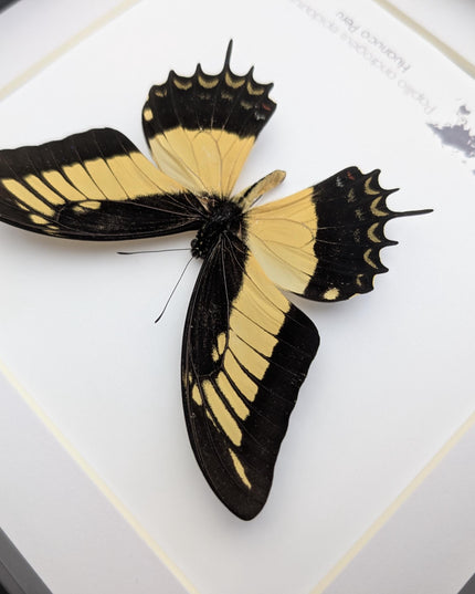 Framed androgeus swallowtail butterfly - entomology wall decor (8x8)