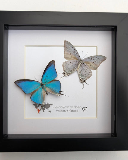 Pseudolycaena damo pair, sky-blue hairstreak, wall decor, taxidermy gift, entomology present, ethically soured, wall decor, frame 6" x 6"