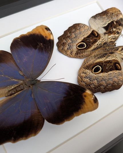 Framed Beltrao Owl Butterfly Pair, Brazil Taxidermy, Entomology Gift