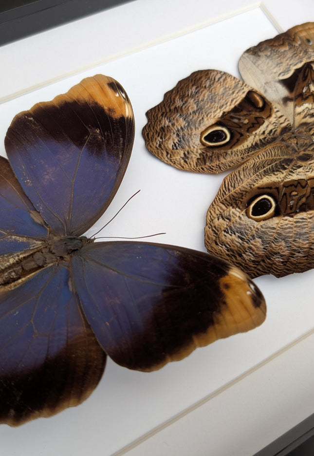 Framed Beltrao Owl Butterfly Pair, Brazil Taxidermy, Entomology Gift