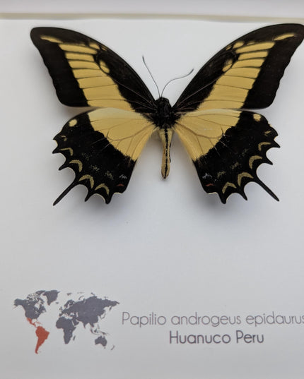 Framed androgeus swallowtail butterfly - entomology wall decor (8x8)