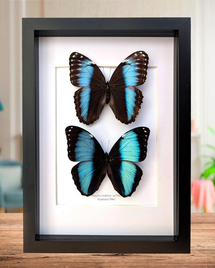 Framed Achilles Morpho Butterfly Pair, Ethically Sourced Taxidermy Display
