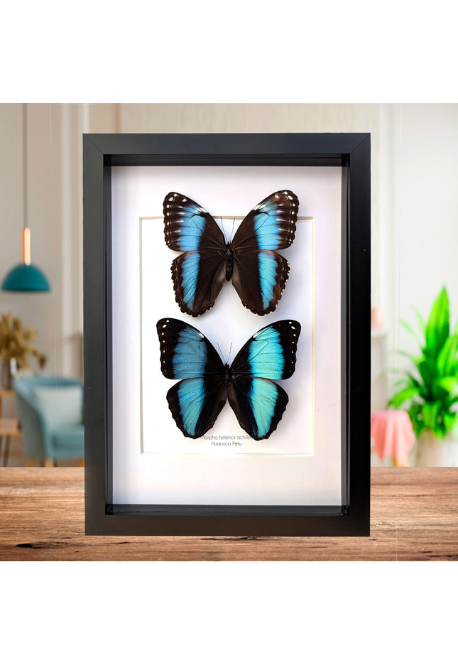 Framed Achilles Morpho Butterfly Pair, Ethically Sourced Taxidermy Display